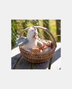 Jucărie din pluș - Chicken - 17 cm - Colecția Little Farm - Little Dutch - imagine 3